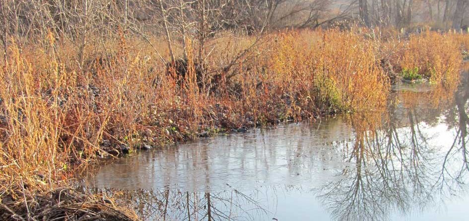 Portion of a vegetated streambank in fall colors