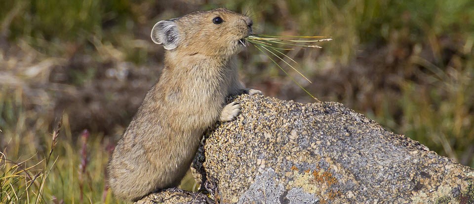 American pika harvesting its winter food cache