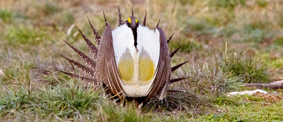 Head on view of a sage grouse with its tail feathers fanned out and its chest puffed up