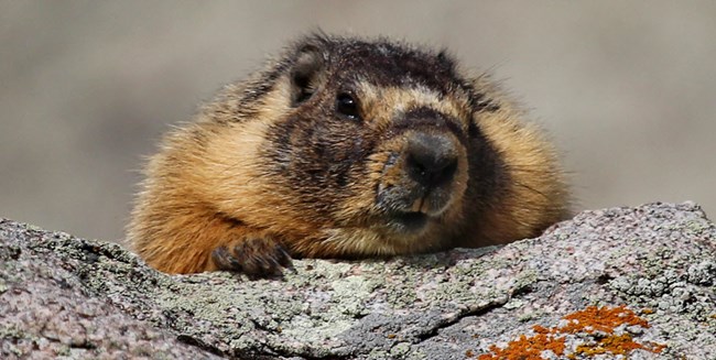 Yellow-bellied marmot peering over a rock