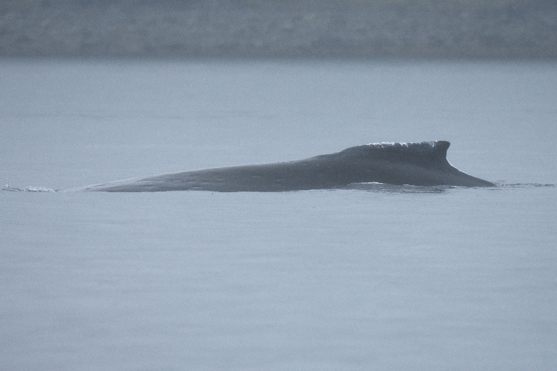 dorsal fin of humpback whale #219