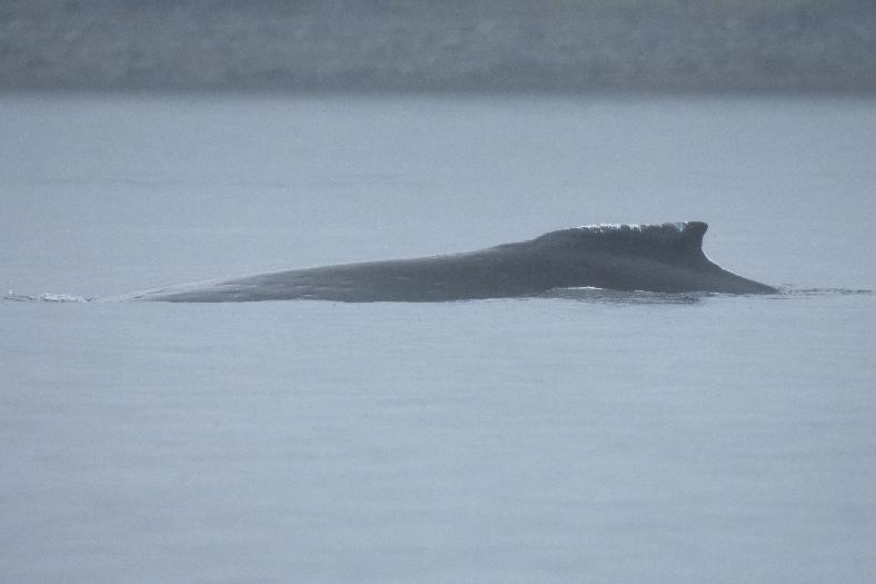 humpback whale dorsal fin #219 dorsal fin of humpback whale #219