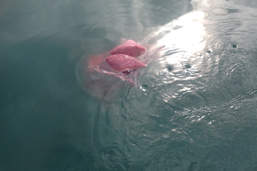 mystery floating object mystery floating object