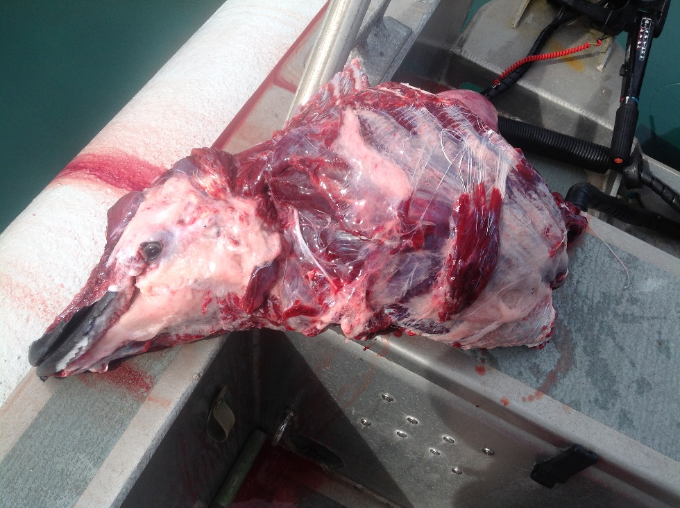 porpoise carcass porpoise carcass