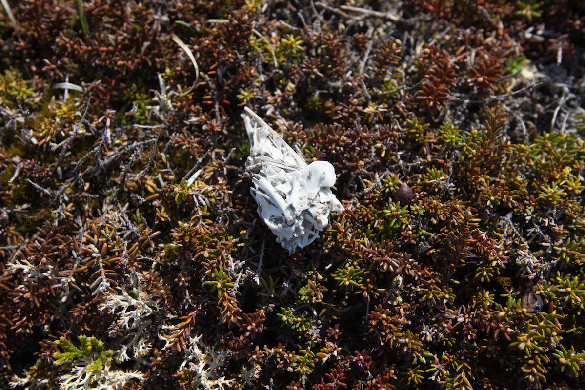 Owl scat composed entirely of small bones