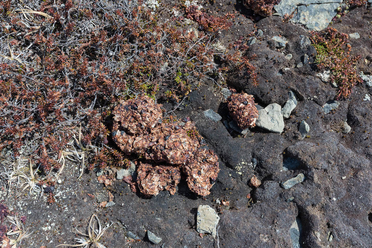 A berry filled bear scat