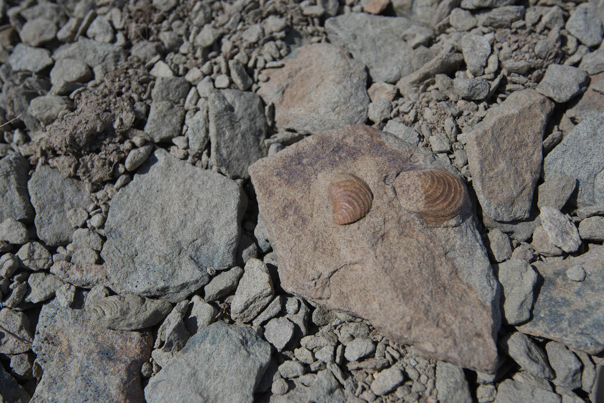 Two fossilized mussel-like buchia on a brown rock