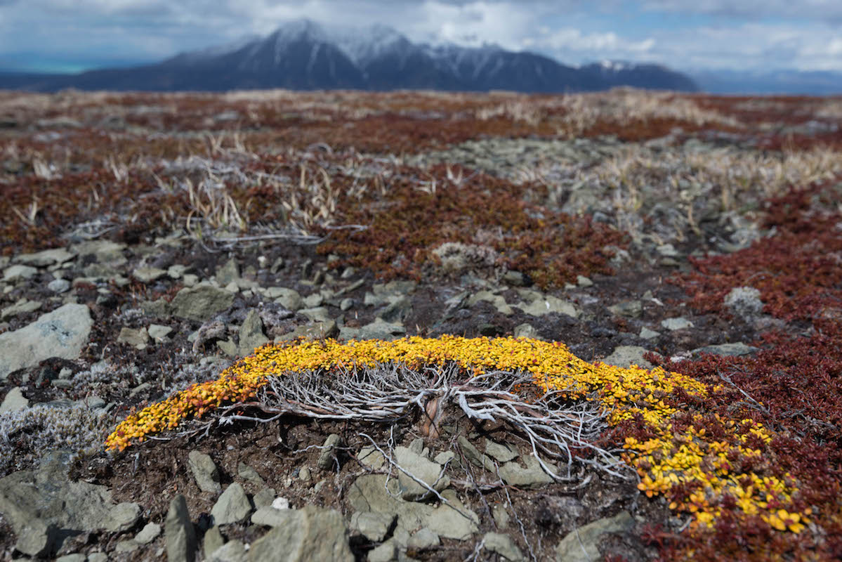 Bright yellow leaves stick out in the rocky ground