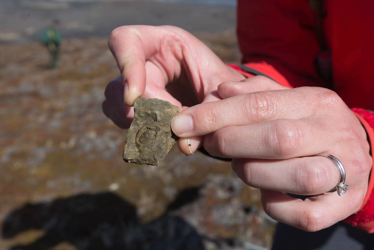 a small fossilized mussel