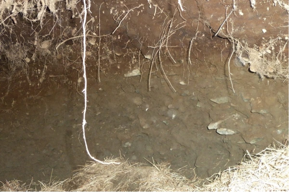 Dirt and roots make up the inside of a bear den