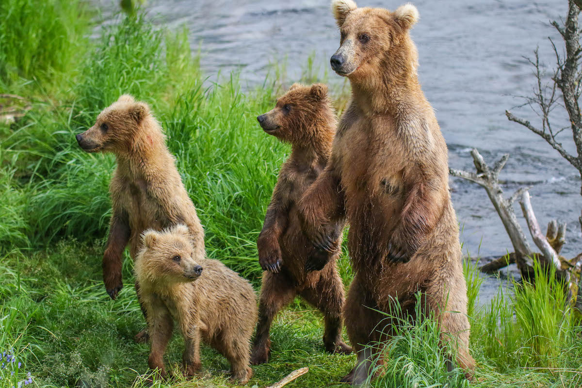 Three bears stand near a river
