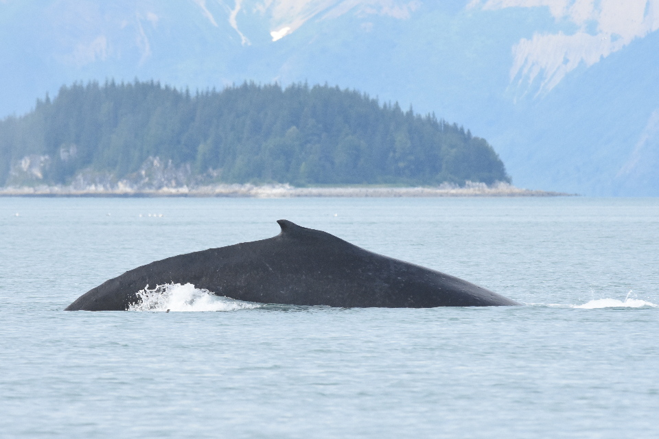 humpback whale dorsal fin