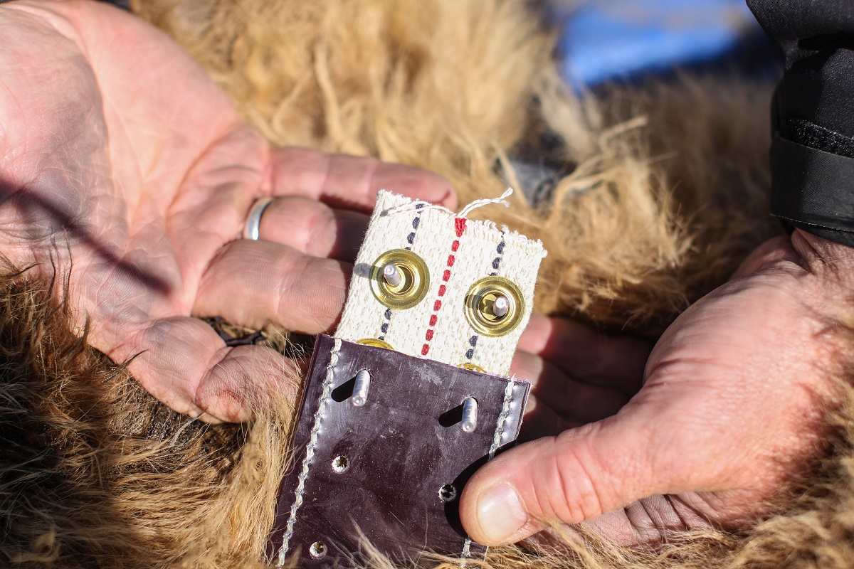 Bear Collar A researcher holds the collar of a bear, showing a canvas spacer.