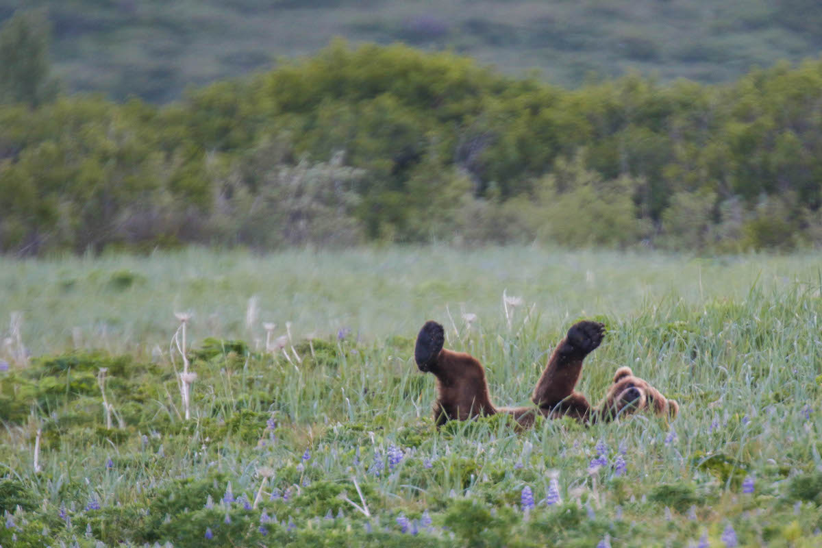 A bear cub plays on its back in 