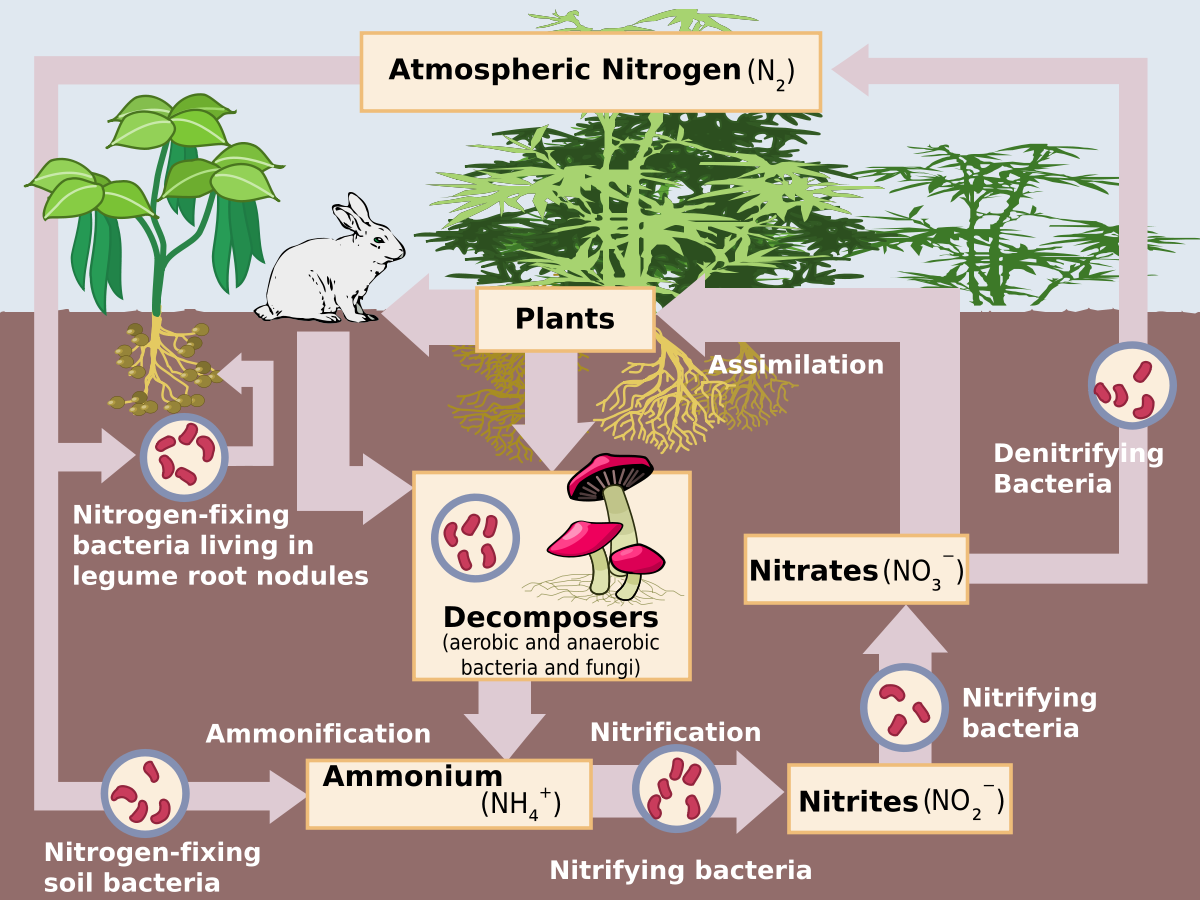 Nitrogen Cycle Nitrogen Cycle