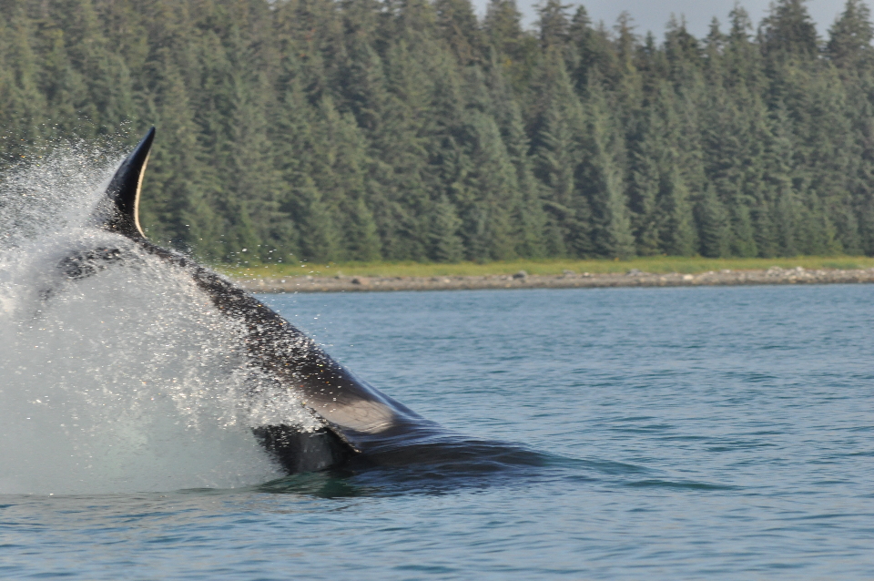 killer whale tail