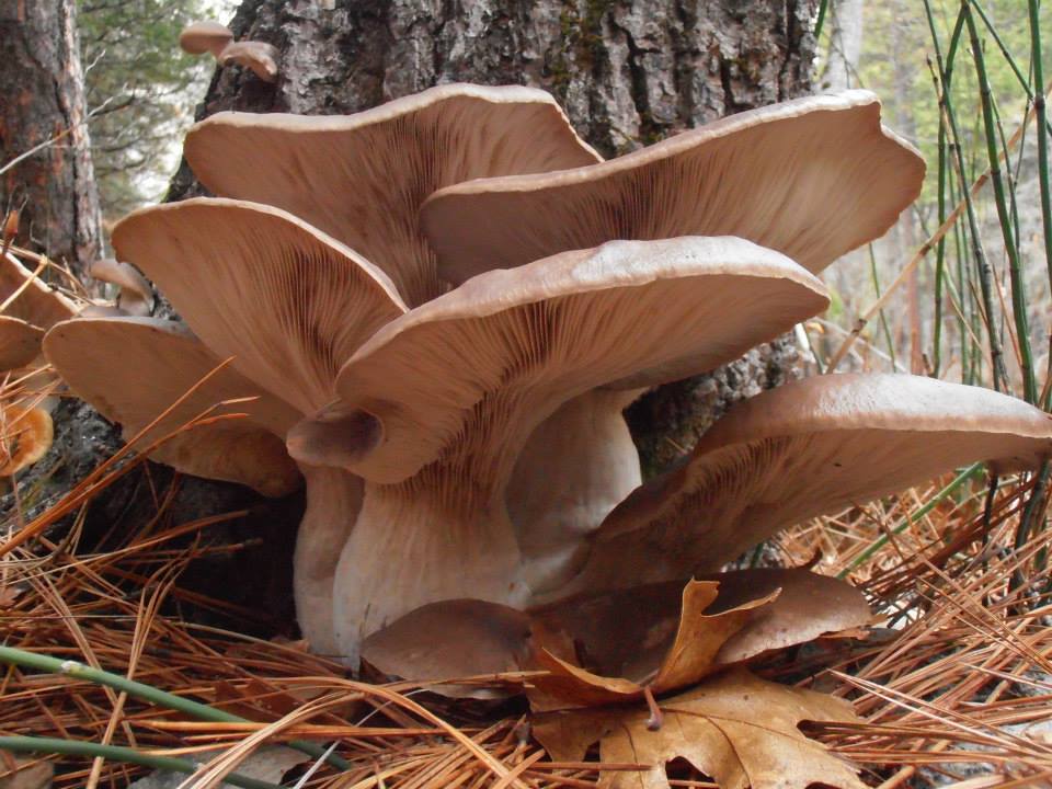 Oyster mushrooms in Yosemite Valley Oyster mushrooms in Yosemite Valley