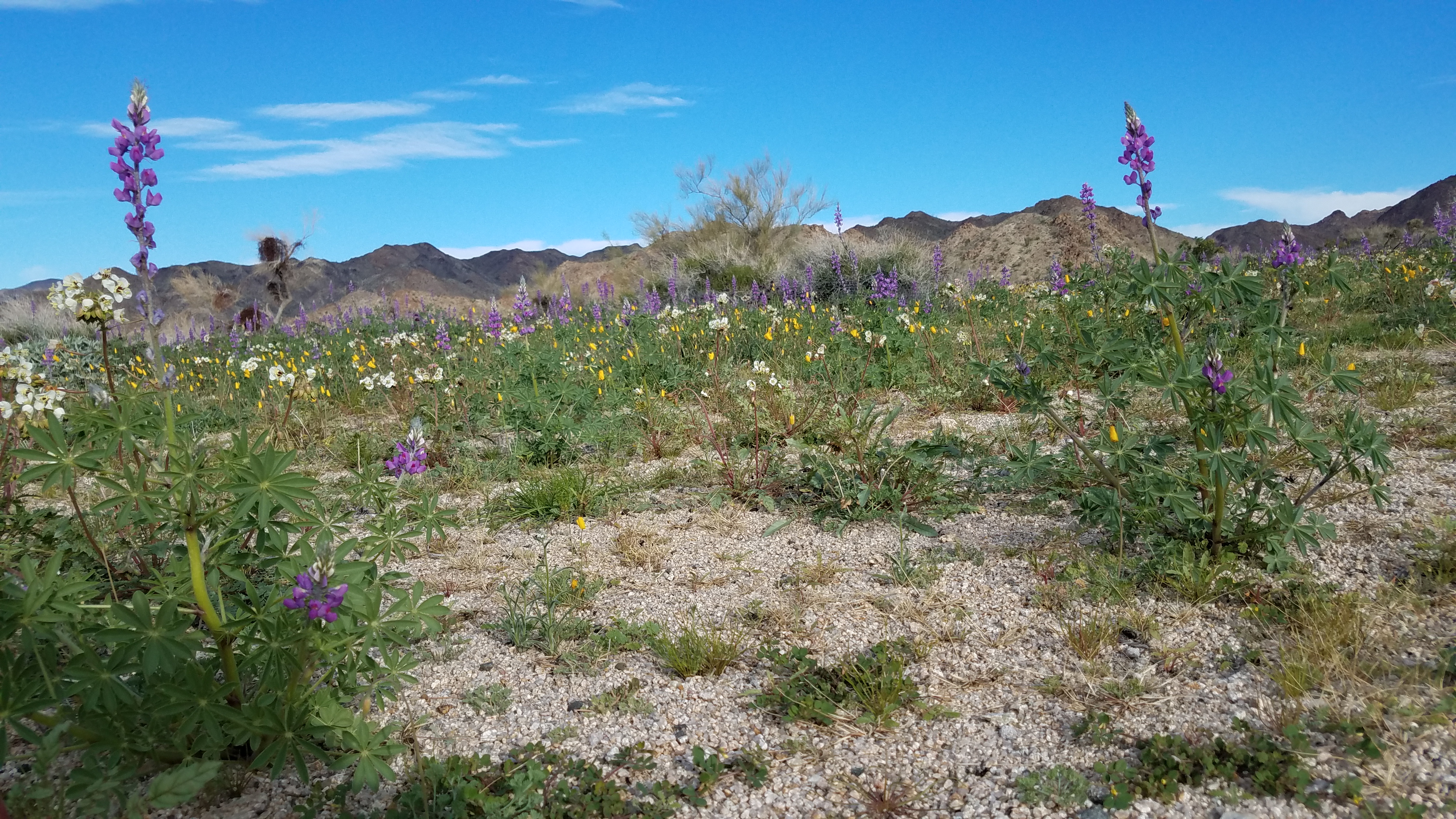Lupine at Cottonwood Bajada Color photo of purple lupine stalks rising above smaller yellow and white flowers in the desert. NPS / Rick McNeil