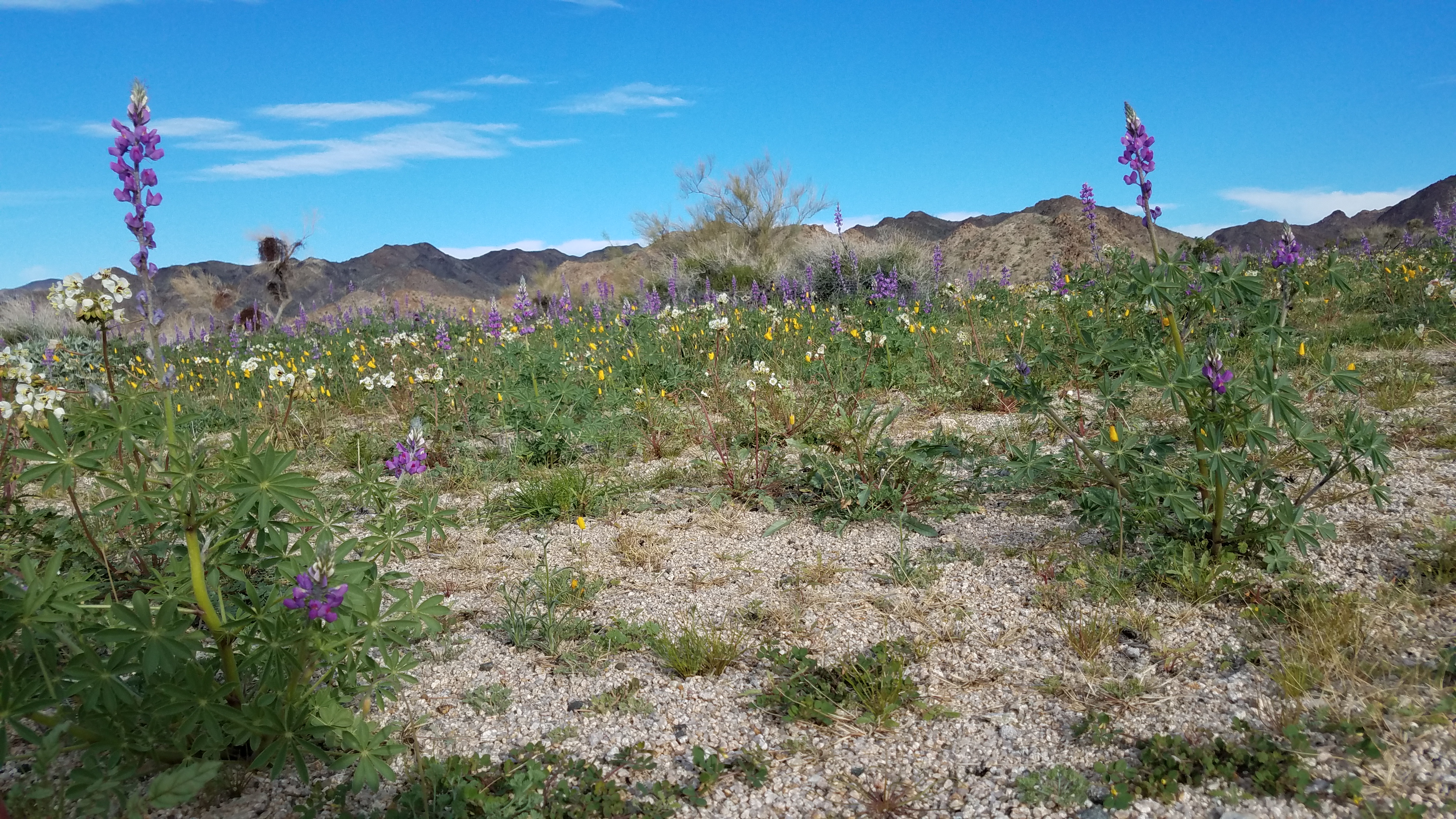 Color photo of purple lupine stalks rising above smaller yellow and white flowers in the desert. NPS / Rick McNeil