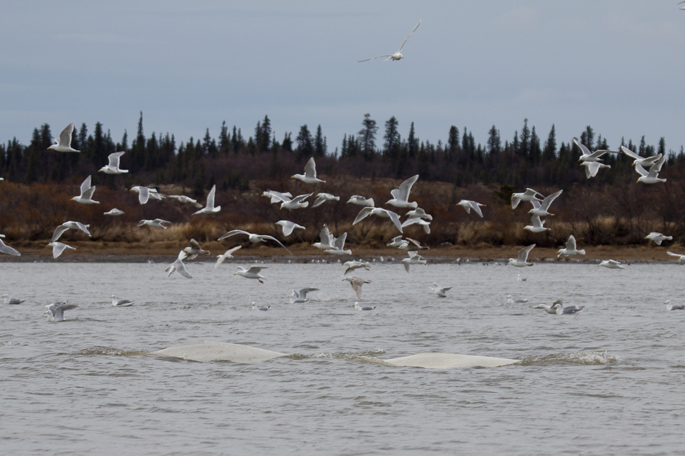 Two belugas surface as gulls hover overhead