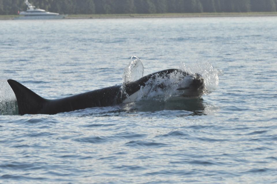 killer whale with porpoise in mouth