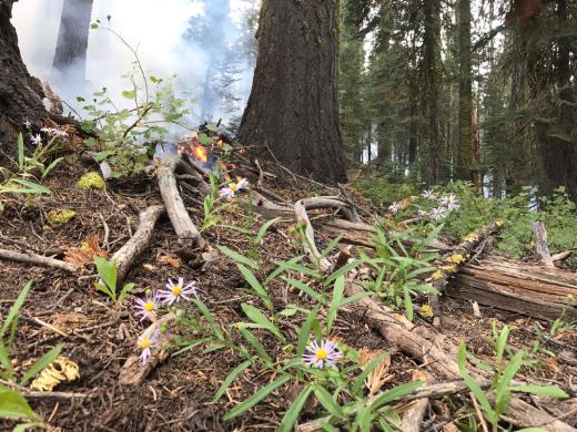 Empire Fire smoldering in vegetation