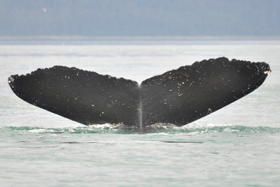 flukes of whale 1302