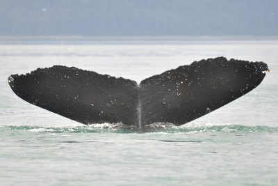 fluke of 1302 flukes of whale 1302
