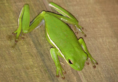 tree frogs in texas sound