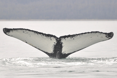 flukes of whale 1293