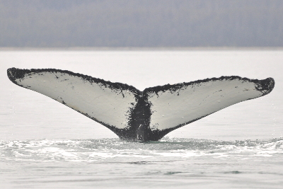 flukes of whale 1293 flukes of whale 1293