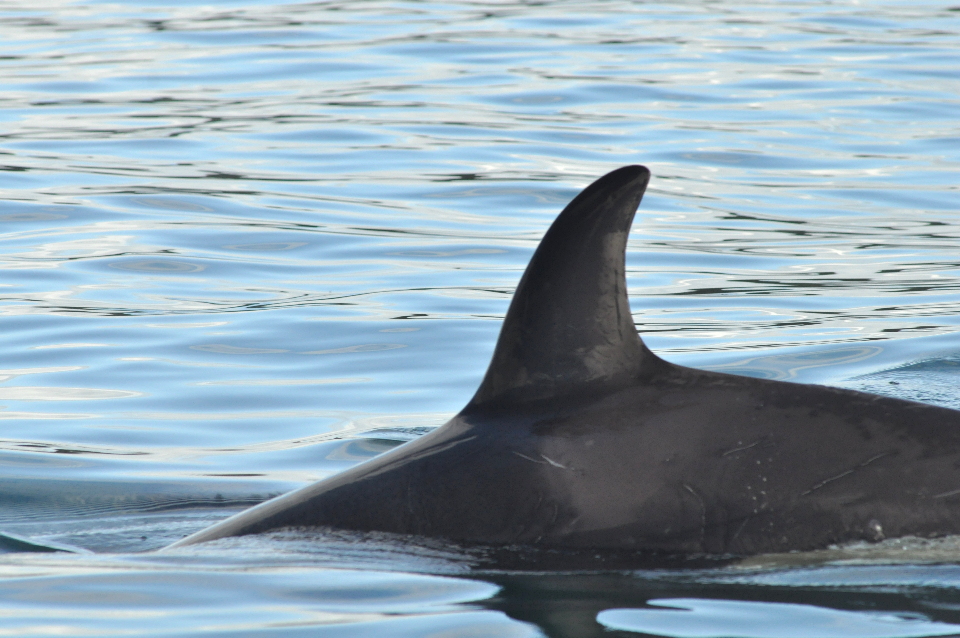 killer whale calf