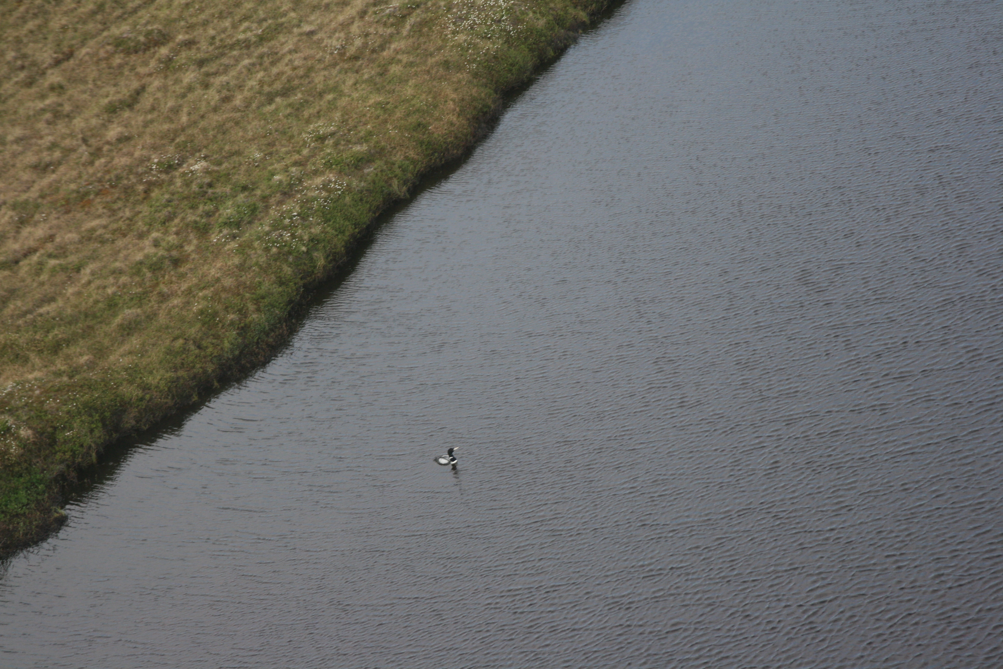View of a yellow-billed loon swimming on a lake in Bering Land Bridge National Preserve as it appears to aerial observers.