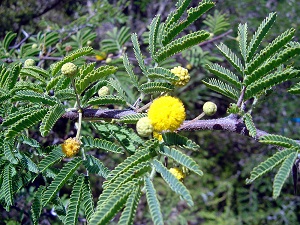 Acacia tortuosa flower