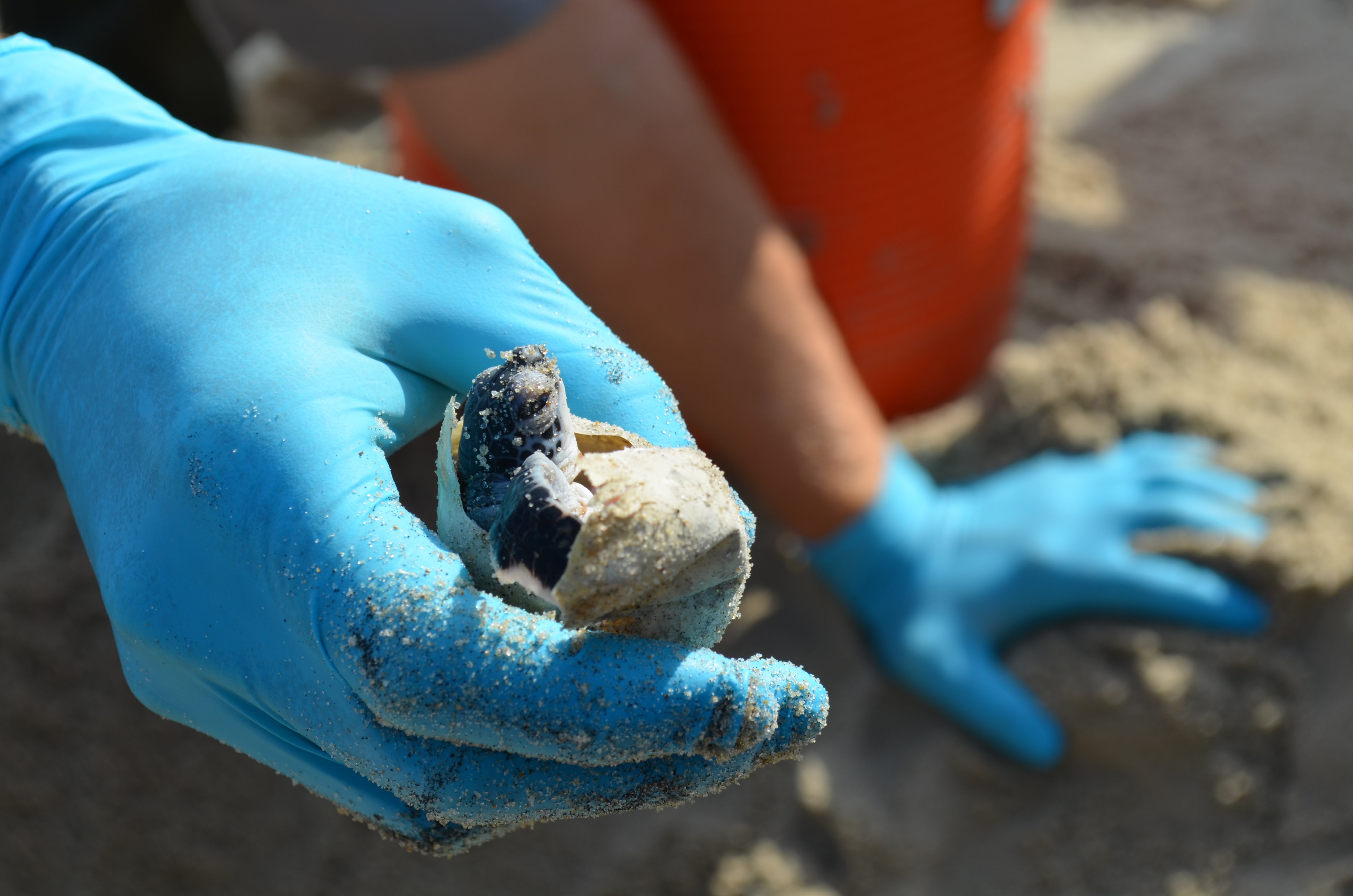 Baby sea turtle