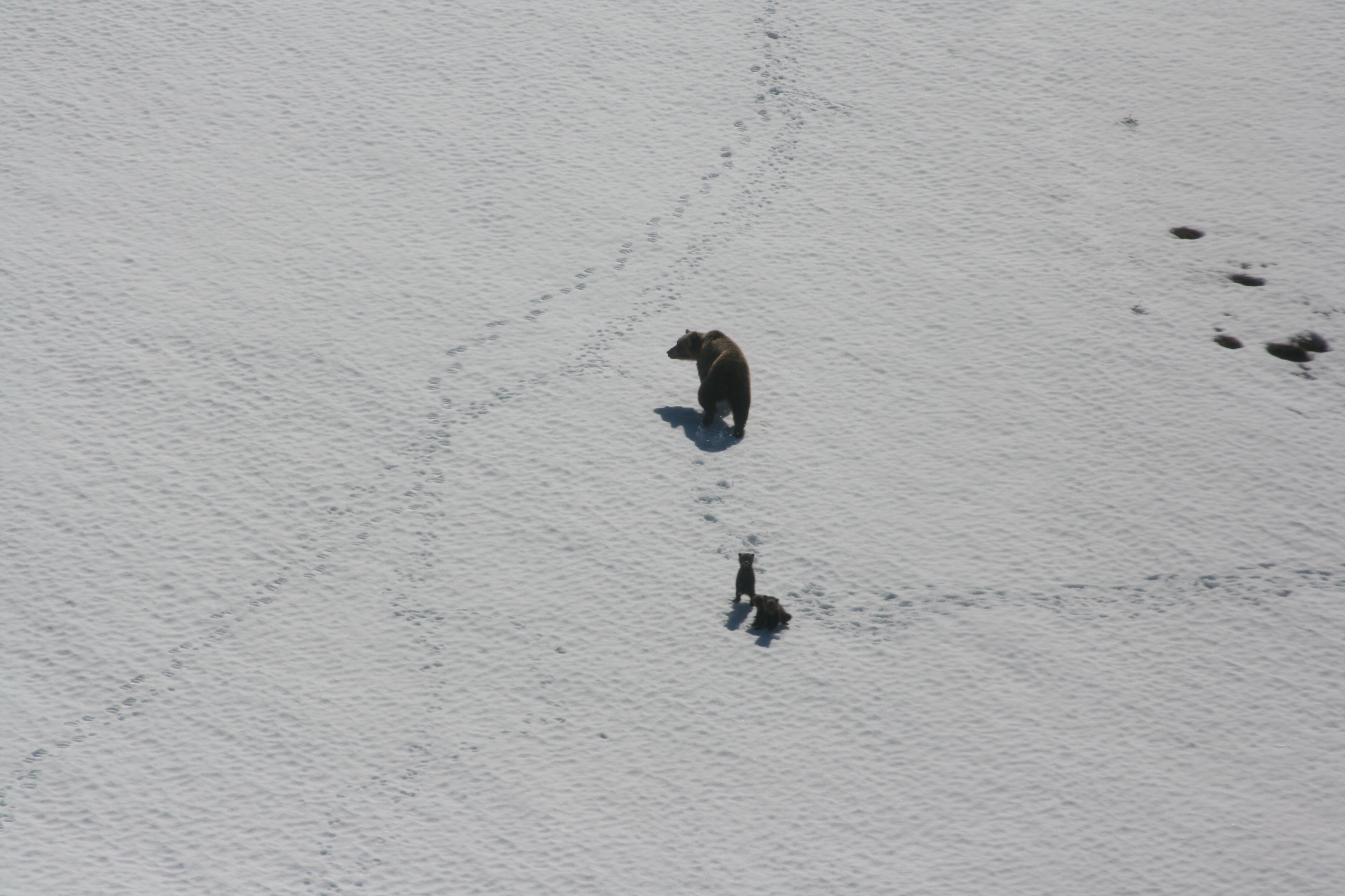 A brown bear mother plods across the snow while her cubs look at the camera.
