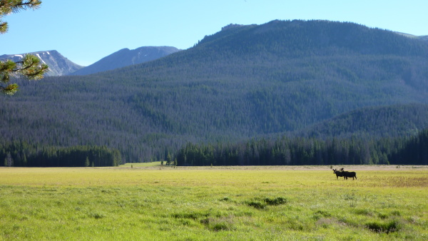 Two moose stand in a lush green mountain meadow
