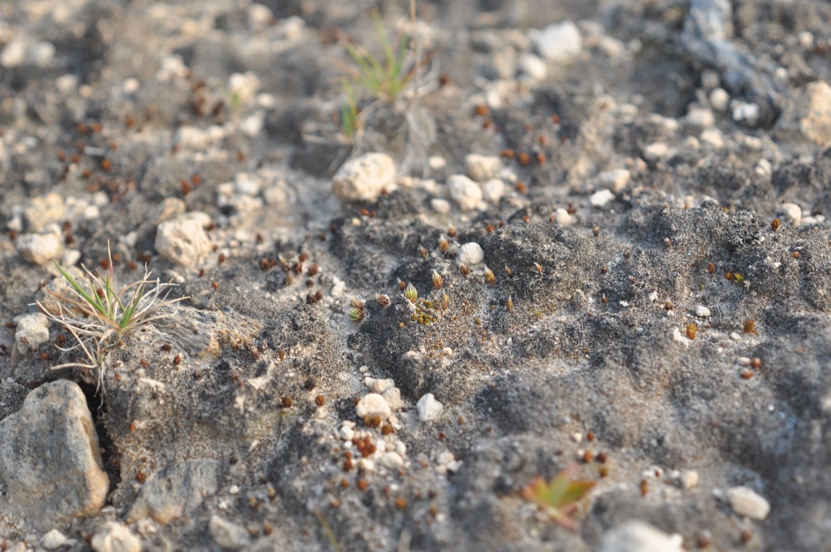 Dark soil covered with tiny plant life