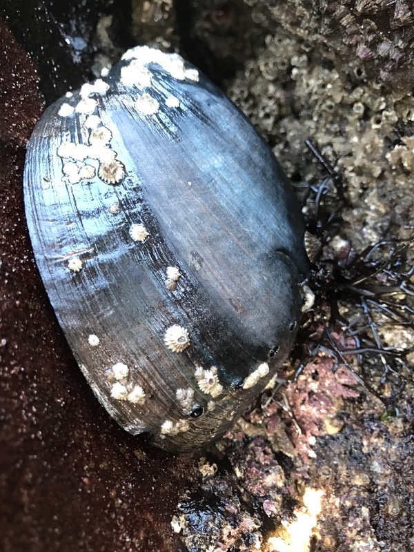 Photo of a Black Abalone