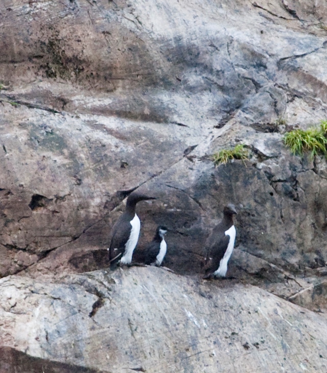 Common murre chick Common murre chick