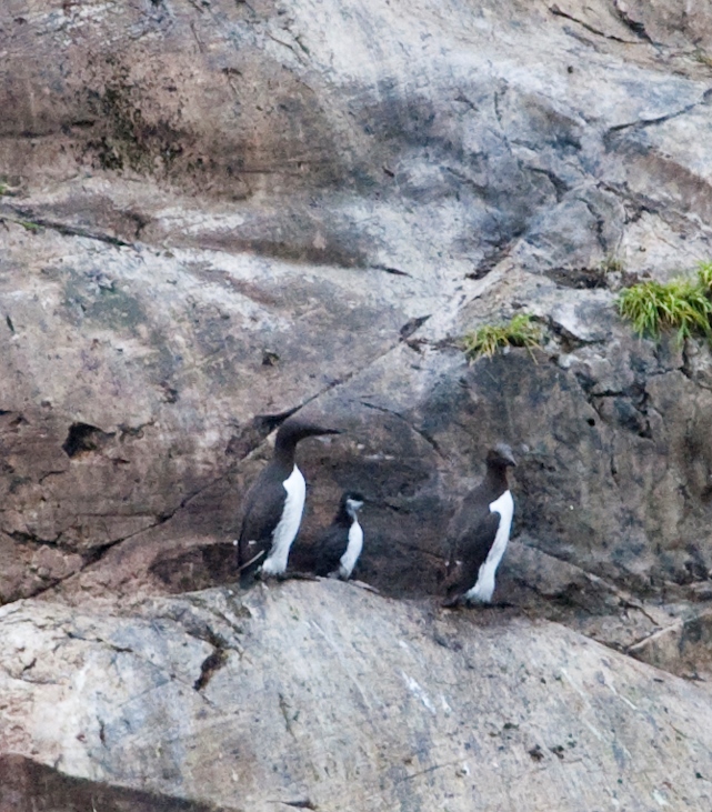 Common murre chick