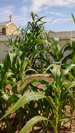 Image of corn in the post garden. Image of corn in the post garden.