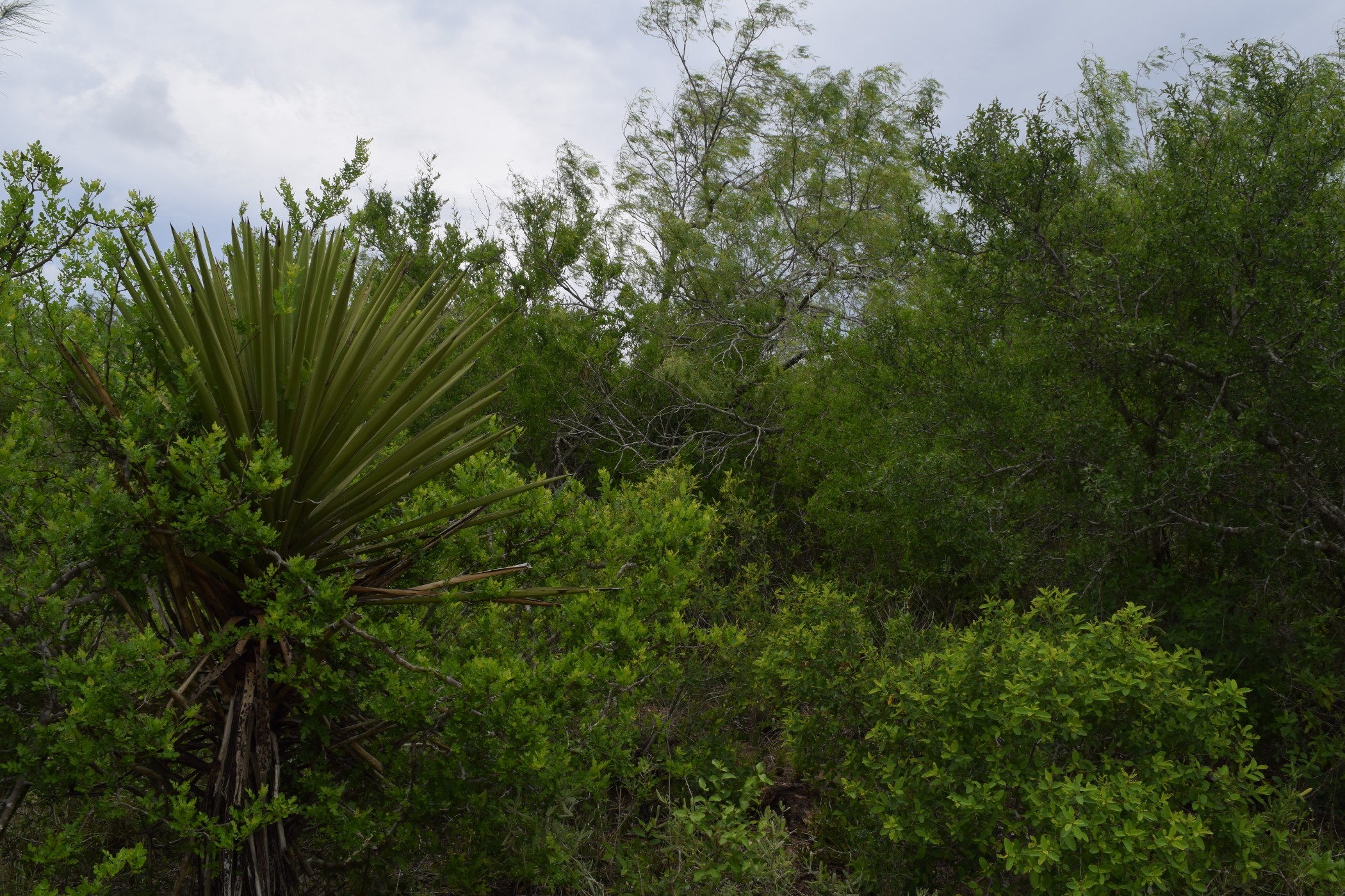 Dense, thorny plants found in chaparral ecosystem