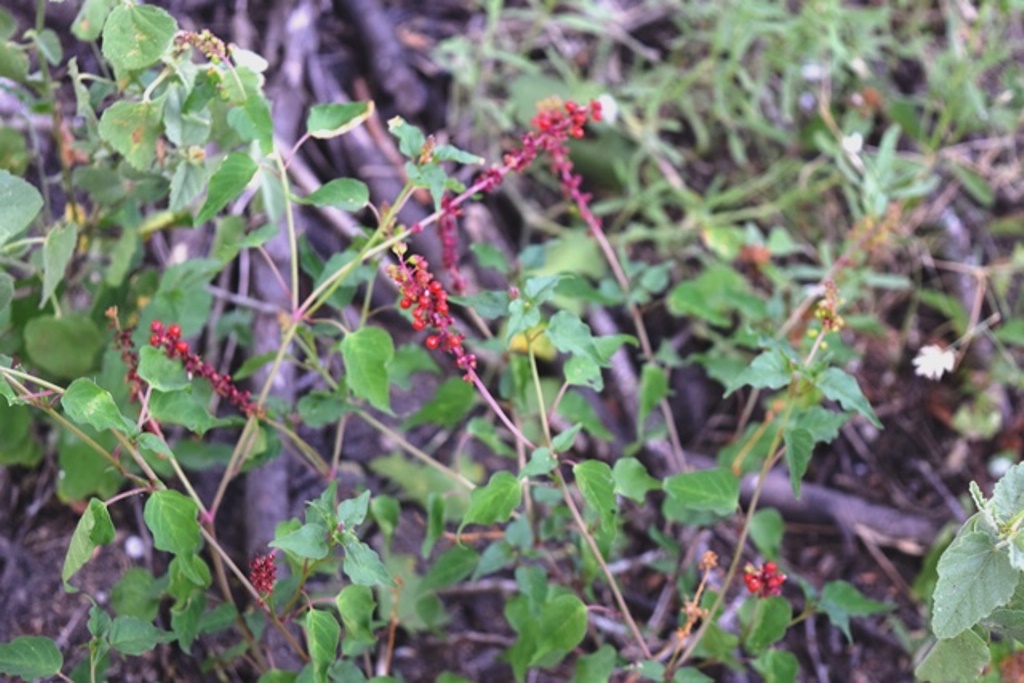 Pigeon Berry, a popular food source amongst various birds.