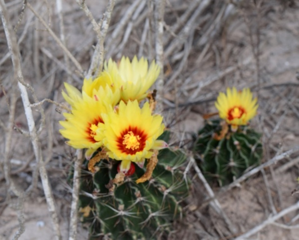 Hedgehog cactus, small round green ball like cactus