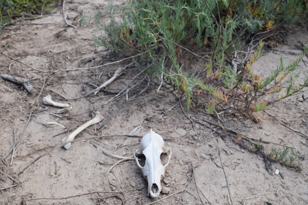 coyote skull laying on the ground