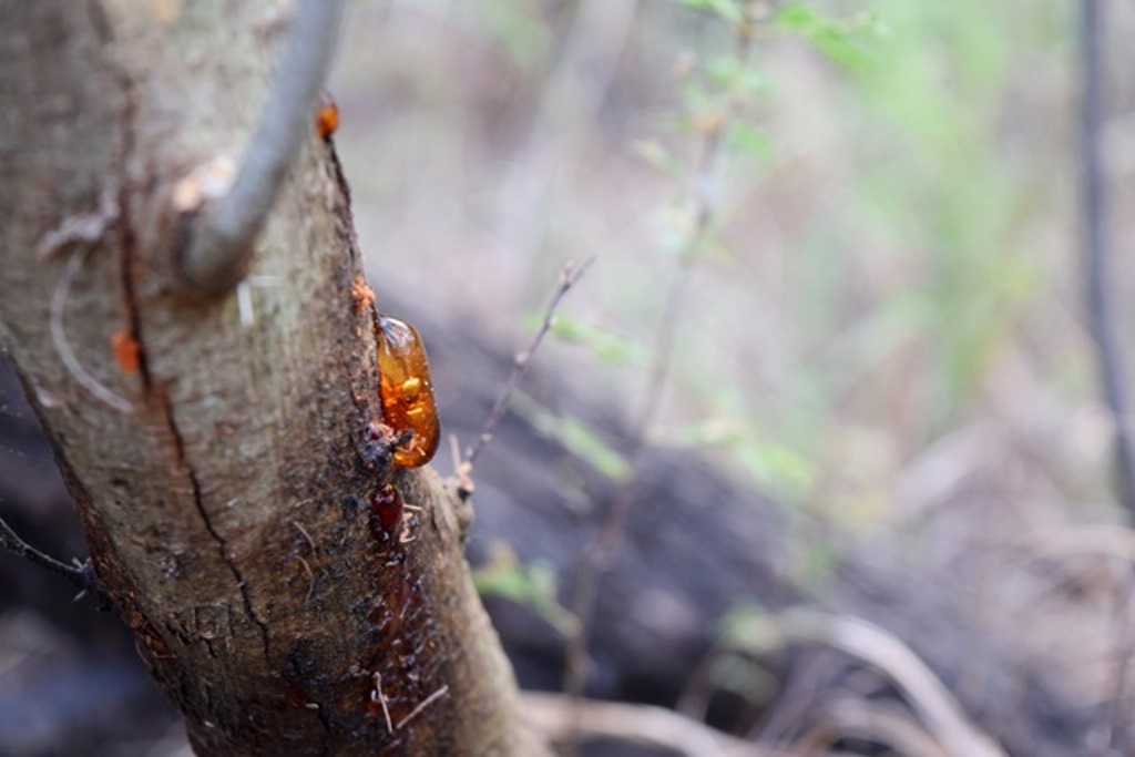 Sap coming out of a huisache tree