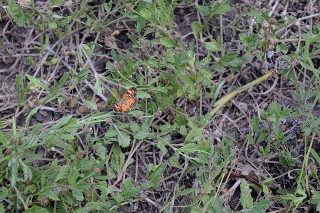 Phaon Crescent butterfly