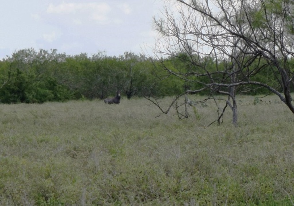 Nilgai grazing through the battlefield