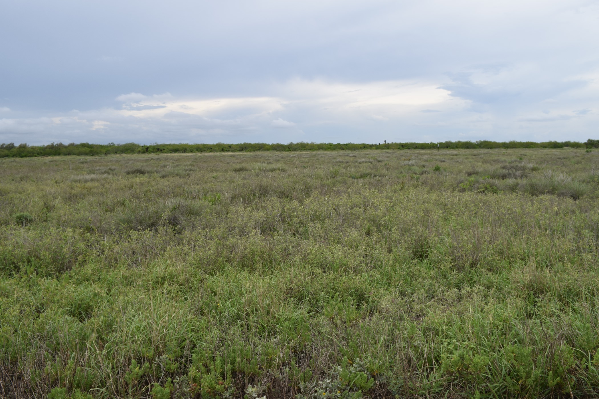 Low laying grasses found in coastal prairie ecosystem